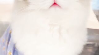 So cute meow