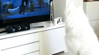 Funny dog watching TV