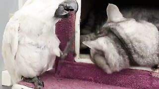 Funny Parrot and a Cat fighting.