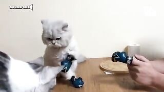 Funny ???? clip cats