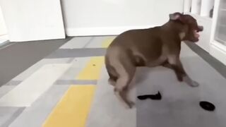 Funny Cat And Dog