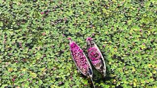 Amazing Nature