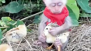 Baby Monkey playing with ducks