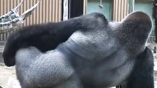 Laughter video of a Gorilla