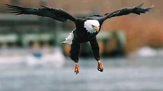 Eagle Hunt Live| Sharpest Attack