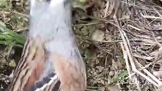 Bird feeding her kids