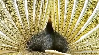 Wildlife animals beautiful birds