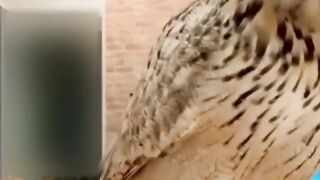 Best Funny Animal Videos