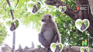 Documentary Scenes About Monkeys Living in Viba Mountain Vung Tau City 22 | Viral Monkey