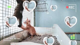 Cat Mom and Her Cute Kittens Beautiful Moment 4 | Viral Cat