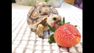 the turtle