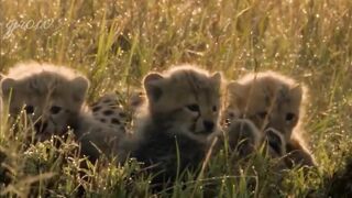 Cheetah