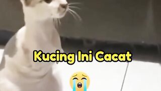 KUCING CACAT DIANIAYA PEMILIK NYA