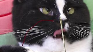 Funny Cats