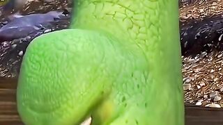Amazing cartoon video