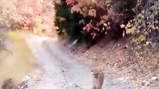Animals attack