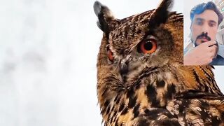 Owl real story in history of owl