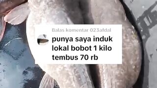 Induk betina 1kg Ternyata estimasi nya 70rb ekor larva lele❗Benar atau TIDAK❓