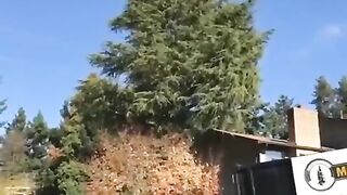 I never would have guessed one tree could have that much pollen