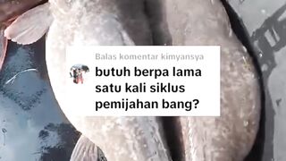 Butuh berapa lama untuk satu siklus pemijahan sepasang indukan lele❓
