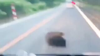 Funny video memes short video