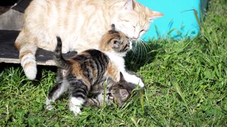 Cute cat baby