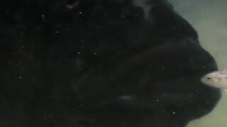 Monstar fish