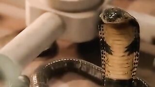mov Shorts 24