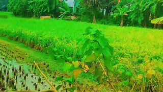 Garib cite