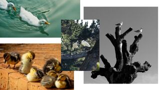 videos offer a glimpse into the fascinating lives of our avian friends.