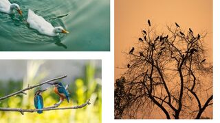 these videos capture the essence of life in the wilderness.