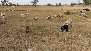 Pakistani village