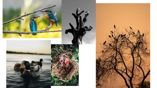 these videos offer glimpses of the diverse and stunning creatures that inhabit our planet.