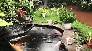 Kolam koi