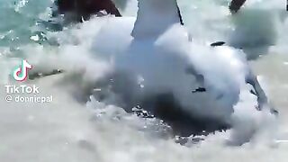 Group of brave swimmers save jaws, full respect to their bravery