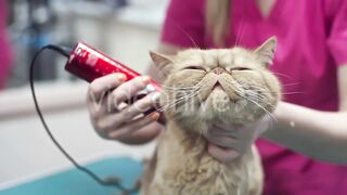 A Cat getting grooming in saloon