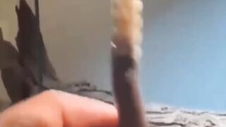 Watch out for the snake's sound
