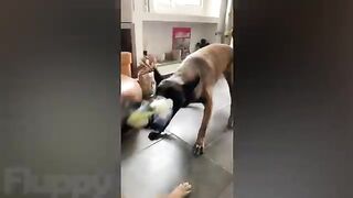 Ultimate Funny DOGS Compilation!