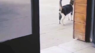 #shorts #funny #cat #dog #animals (36)
