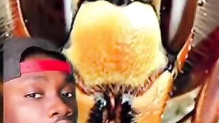 What Happened to the Murder Hornets and Why Cows Eat Snakes