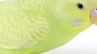 Important tips before raising birds in your home  #pets_birds #birds_tips #cage_life