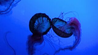 Jelly fish