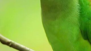 Be careful before buying birds for breeding #pets_birds #bird_care #birds_tips