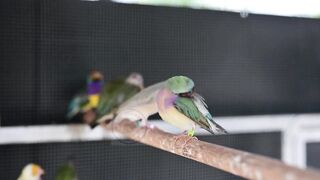 Bird ownership | Don't raise a bird until you know this #pets_birds #cage_life #bird_care