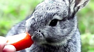 Baby rabbits health | Baby rabbits handling #pets_birds #bunny_love bunnies