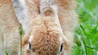 Baby rabbits breeding | Baby rabbits behavior #pets_birds #rabbit_care101 #baby