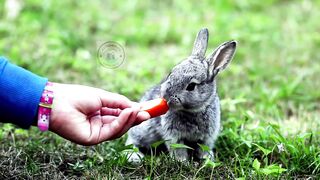 Baby rabbits tips | Raising rabbits properly #pets_birds #baby_rabbit #baby_rabbit_care