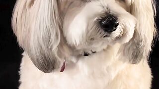 How long are dogs pregnant | Pregnancy symptoms in dogs #pets_birds #pregnant_dogs #dogs
