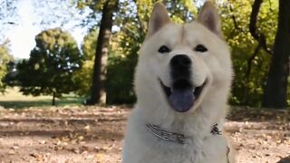 Dog breeding and pregnancy | Dog gestation period #pets_birds #dog_breeding #new_puppies