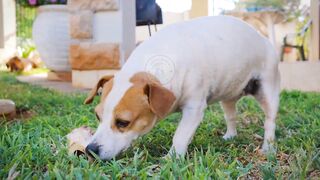 Pregnancy in dogs | Dog gestation period #pets_birds #dog_pregnancy #dog